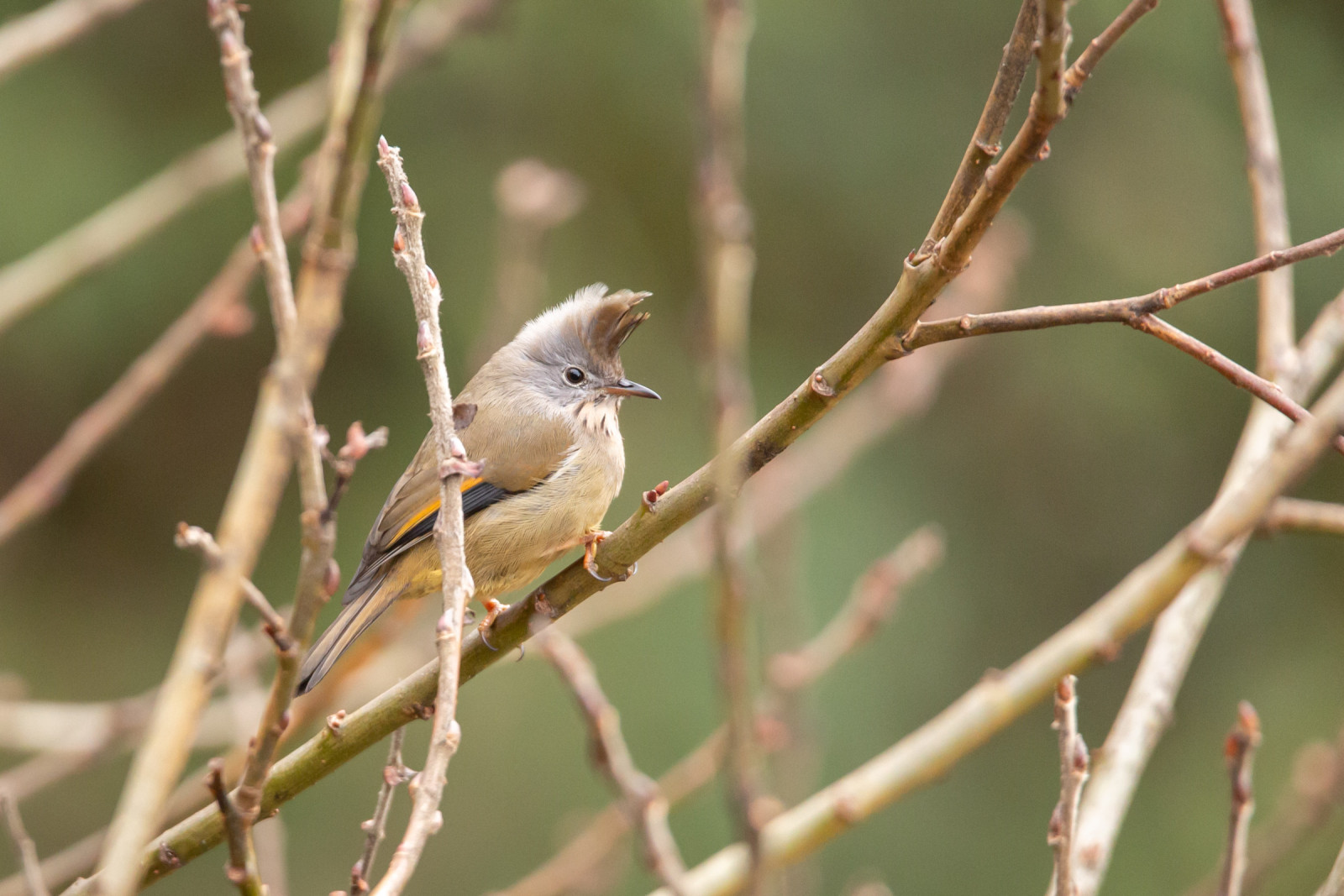 image Stripe-throated Yuhina